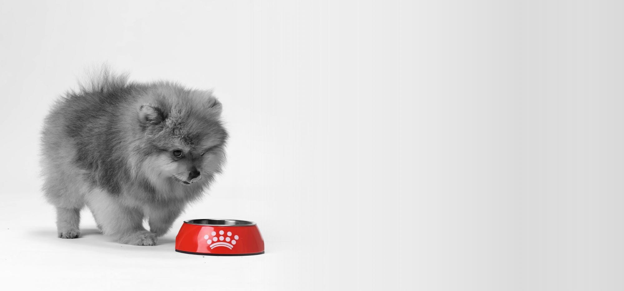 Embalagem de Royal Canin Maxi Adult